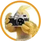 Favicon BURDDY